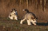 ALASKAN MALAMUTE 608